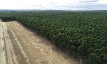 Imagem 7: Fazenda de Eucalipto MG. 14.742hec. 9.600hec plantado eucalipto 300 milhões