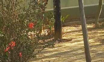 Imagem 6: Vendo ou troco casa muito grande depois do posto dangelis