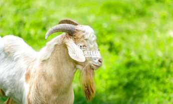 Imagem 3: Terreno para Venda em Camboriú, Centro