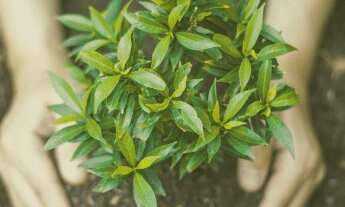 Imagem: Condomínio de Chácaras Totalmente Plano