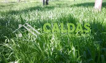 Imagem 6: Fazenda a venda com 36 alqueires e pecuária rotacionada na região de Formosa - GO