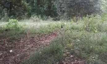 Imagem: Terreno Em Penedo