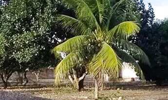 Imagem 2: Térrea para venda possui 110 metros quadrados com 1 quarto em Zona Rural - São José de Mip