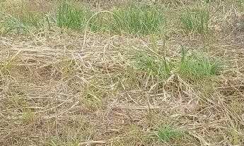 Imagem 3: Terreno Bairro Industrial