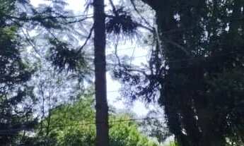 Imagem 6: Terreno para Venda em Nova Petrópolis, Juriti