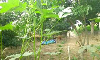 Imagem 3: Vendo chácara em Viana