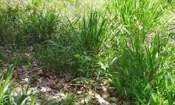 Imagem 4: Desapega Mini chácara