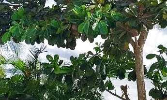 Imagem: LOTE / ILHA DE TIMBUCA-BA