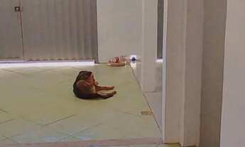 Imagem: Locação casa em Novo horizonte Serra