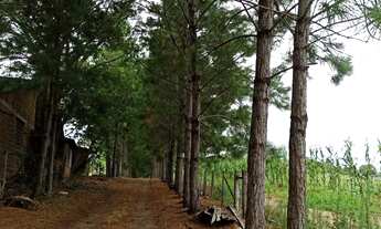 Imagem 2: VENDO SÍTIO EM GRAVATAÍ