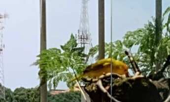 Imagem 4: Apartamento, 2 quartos 100m² ,com dependência , excelente localização