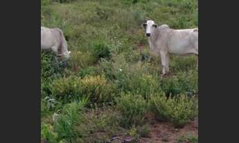 Imagem 5: Vendo fazenda no Vale do Araguaia TO