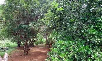 Imagem 4: Chácara de 1.000m² plantada de arvores frutíferas, em frente a uma reserva ecológica