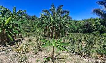Imagem 4: Vendo Chacara Chácara com venda por R$220.000