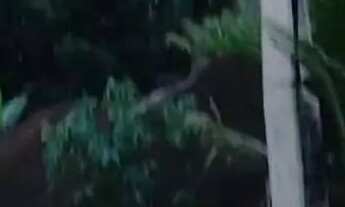 Imagem 4: Chácara a 14 km do coronel Borges Cachoeiro