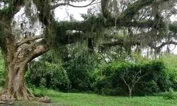 Imagem 3: Velleda oferece Magnífico sítio 10 hectares a 600 metros do asfalto em Morro Grande