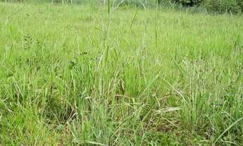 Imagem 5: Vendo Sítio na Estrada de Piacatuba/Leopoldina