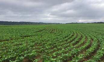 Imagem: Vendo fazenda 3035 hec. (Avaliada em 127