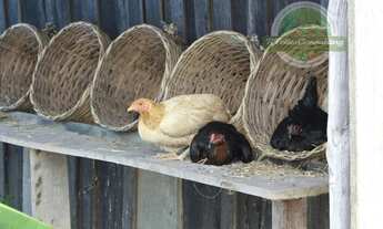 Imagem 4: Fazenda à venda no bairro Centro - 2100 ha Goianésia do Pará/PA