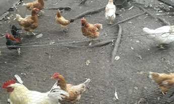 Imagem 3: Apartamento para Locação em Curitiba, Capão Raso, 2 dormitórios, 1 suíte, 2 banheiros, 1 v