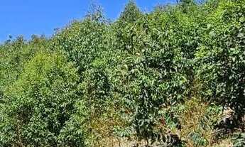 Imagem 6: Lindo Sítio em Amparo, SP, com lago e plantação de eucalipto