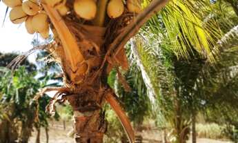 Imagem 4: FAZENDA 33 ALQ À BEIRA DO RIO CLARO - COLINAS/GO