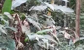 Imagem 6: Lote em Rua Marques - Quarta Divisão - Ribeirão Pires/SP