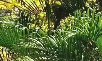 Imagem 3: BS IMOBILIÁRIA VENDE casa estilo colonial em Camboinhas, distante 200 metros da praia