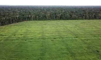 Imagem 4: Fazenda para venda tem 2.210.000 Hectares em Tomé-Açú - PA