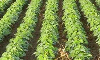 Imagem 7: Fazenda para venda tem 2.210.000 Hectares em Tomé-Açú - PA