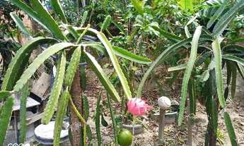 Imagem 5: VENDO CASA/NO GRANDE VITÓRIA/GILBERTO MESTRINHO/ATRÁS DA ESCOLA TÉCNICA
