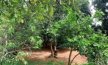 Imagem 5: Chácara de 1.000m² plantada de arvores frutíferas, em frente a uma reserva ecológica