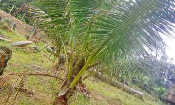 Imagem 5: Sitio am 010 km52