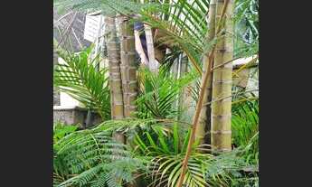 Imagem 4: SOBRADO COMERCIAL NA AV. IMIRIM