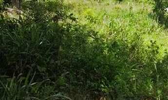 Imagem 3: Desapega Mini chácara