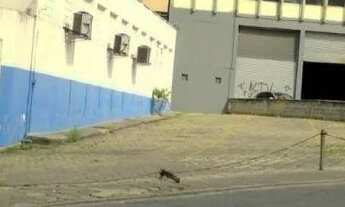 Imagem 3: EXCELENTE GALPÃO -CENTRO DE GUARULHOS