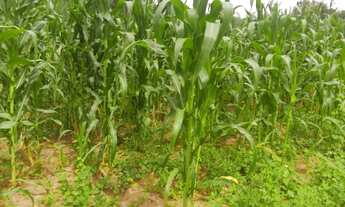Imagem 2: Fazenda para Venda em São Braz do Piauí