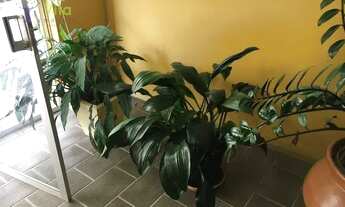 Imagem 4: Apartamento com 3 dormitórios para alugar, 70 m² por R$ 1.199,00/mês - Velha - Blumenau/SC