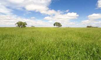 Imagem 2: Fazenda dupla aptidão em Campo Alegre de Goiás, GO