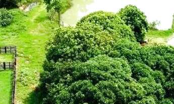 Imagem 3: Fazenda a venda, em Santa Terezinha - Goiás!!!