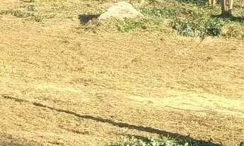 Imagem 6: Chácara para venda