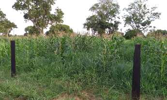 Imagem 3: Fazenda 109 hectares 80 km de Cuiabá/Livramento