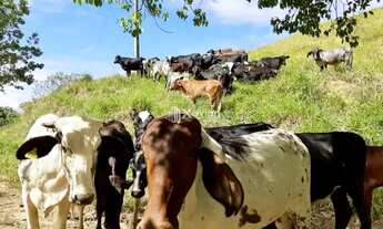 Imagem 3: Fazenda à Venda em Mimoso do Sul ? 49 Alqueires com Estrutura Completa para Pecuária