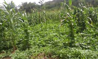 Imagem 3: Fazenda para Venda em São Braz do Piauí