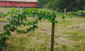 Imagem 5: Casa para Locação em Garopaba, Campo Duna, 2 dormitórios, 1 banheiro, 1 vaga