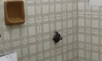 Imagem 2: Amplo sobrado, proximo ao Hospital São Cristovão