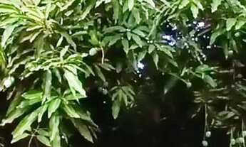 Imagem 3: Chácara com casa confortável e pomar com frutas variadas