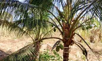 Imagem 2: FAZENDA 33 ALQ À BEIRA DO RIO CLARO - COLINAS/GO