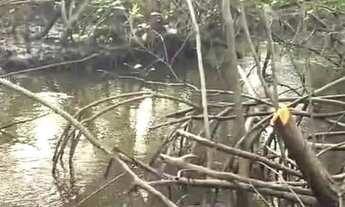 Imagem 6: Fazenda de CAMARÃO - 26 tarefas - INDIAROBA