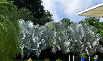 Imagem 5: Mansão de Alto Luxo Busca Vida